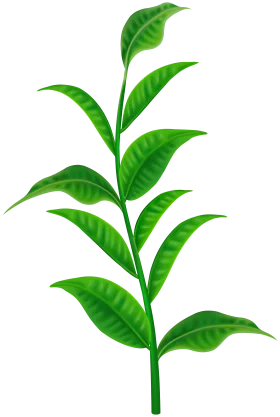 Vibrant Green Tea Plant Stem with Fresh Leaves Botanical Clipart Illustration