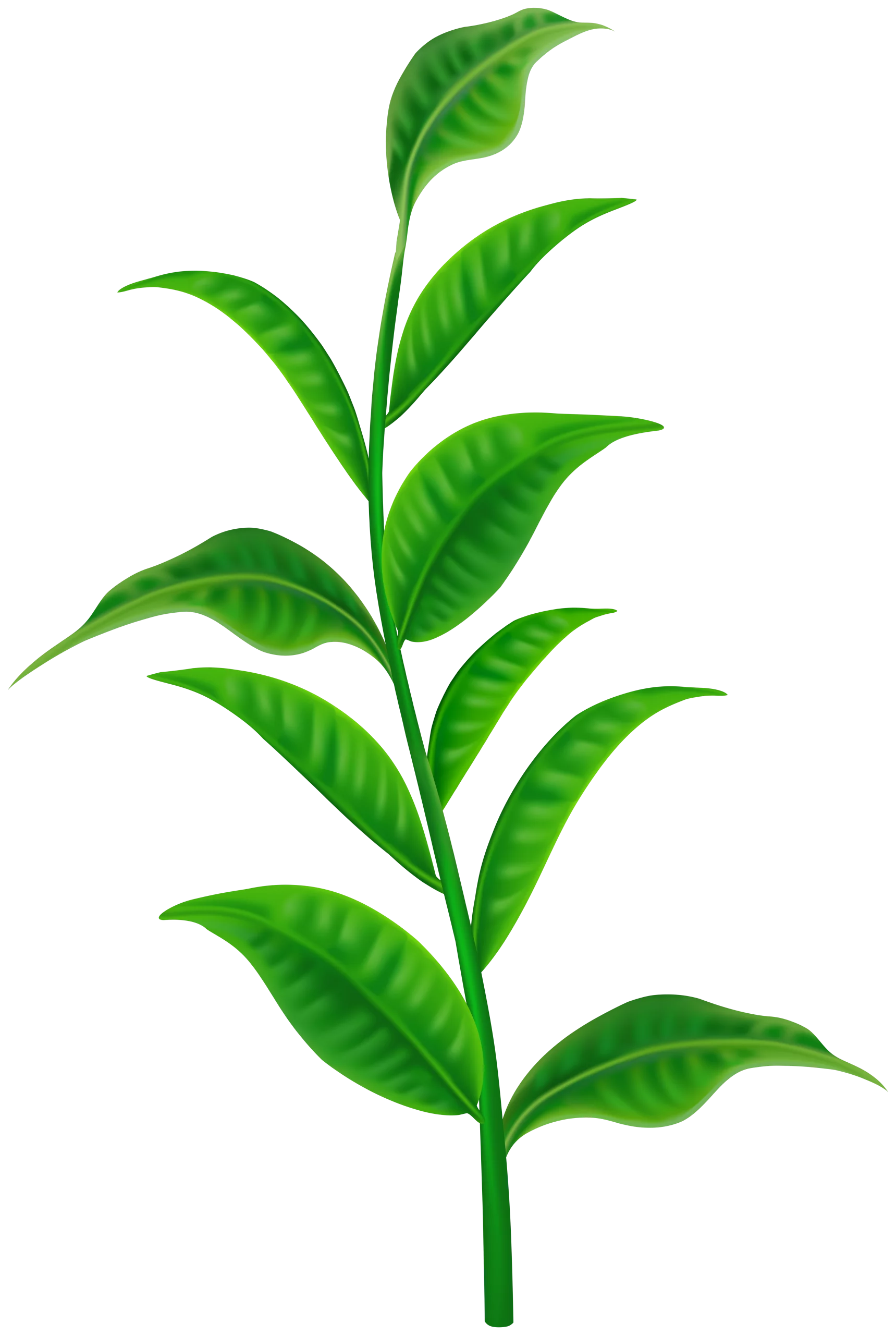 Vibrant Green Tea Plant Stem with Fresh Leaves Botanical Clipart Illustration