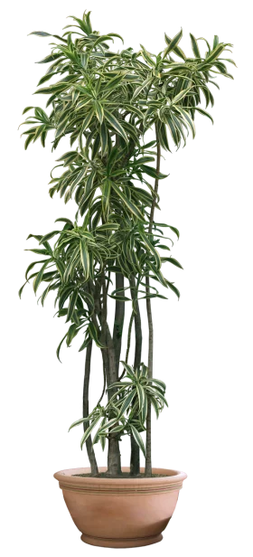 Elegant Dracaena Marginata Indoor Plant in Clay Pot Home Decor Clipart