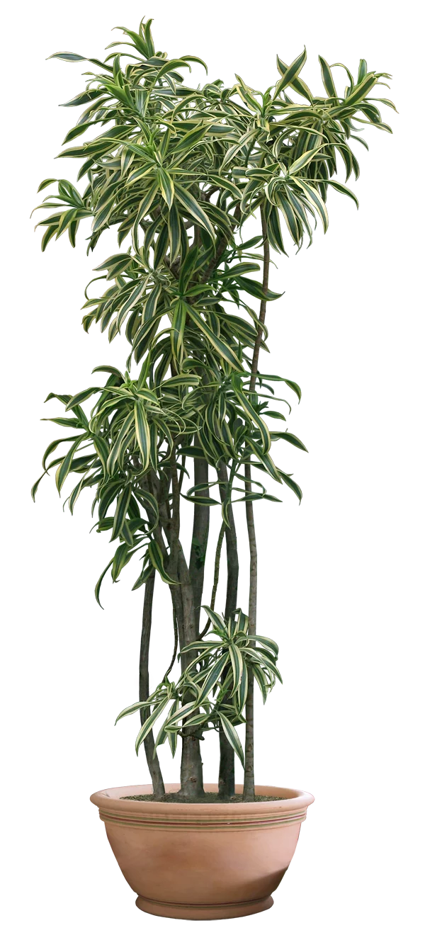 Elegant Dracaena Marginata Indoor Plant in Clay Pot Home Decor Clipart