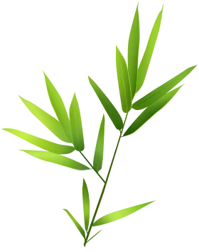 Elegant Green Bamboo Branch with Pointed Leaves Isolated Nature Clipart