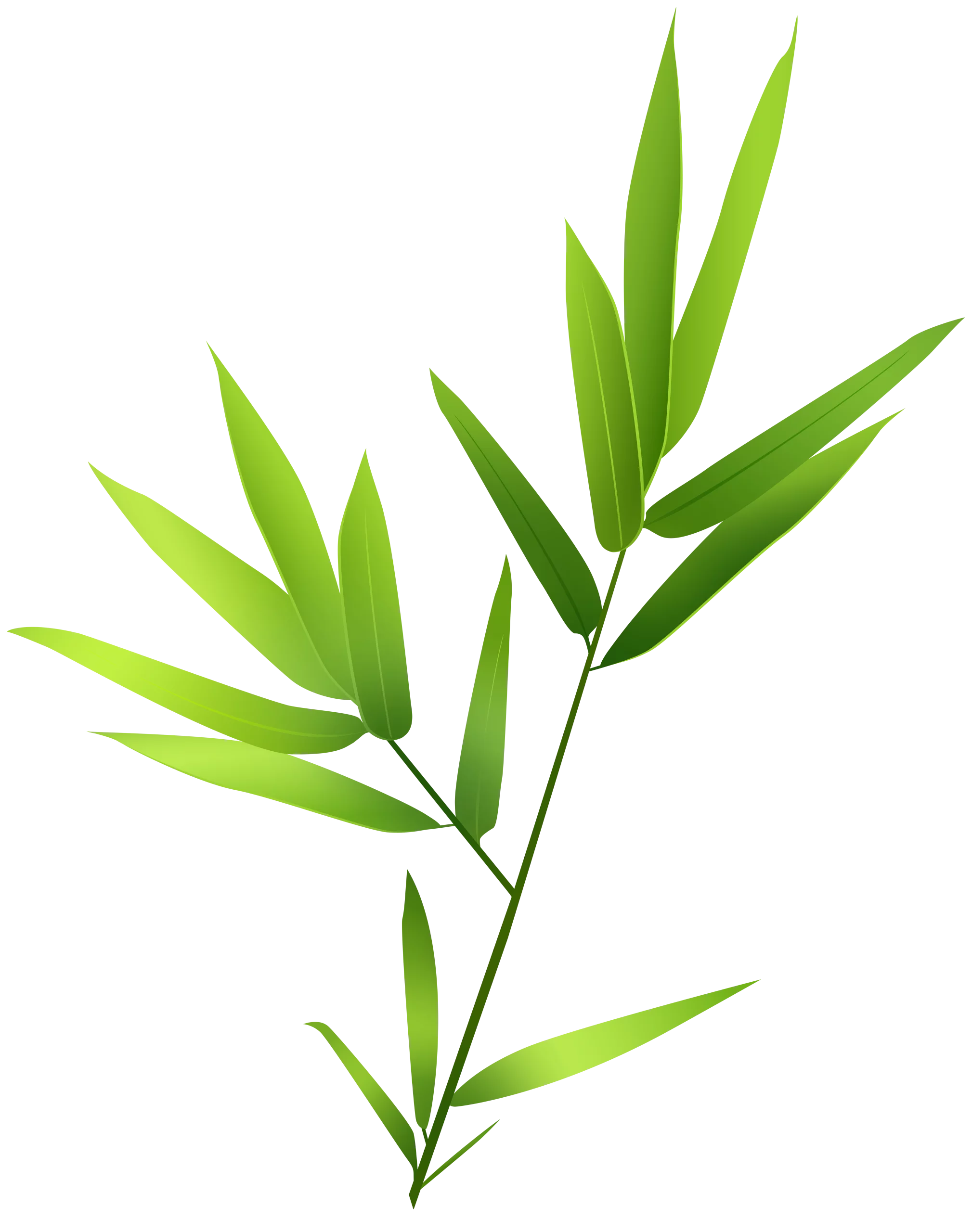 Elegant Green Bamboo Branch with Pointed Leaves Isolated Nature Clipart