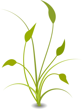 Elegant Green Leaf Plant Silhouette with Graceful Stems Nature Clipart