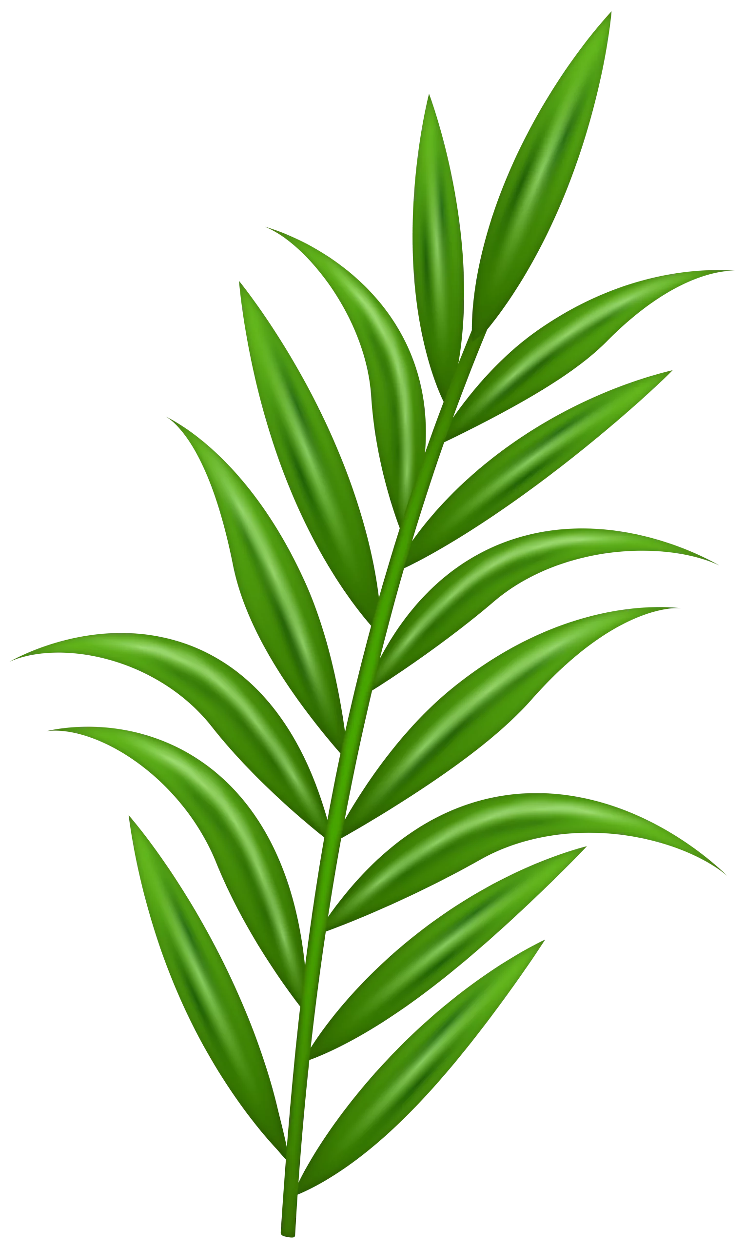 Elegant Green Palm Branch Tropical Foliage Nature Decorative Botanical Clipart