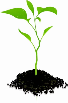 Fresh Green Seedling Growing in Soil - Spring Plant Growth Nature Clipart Illustration