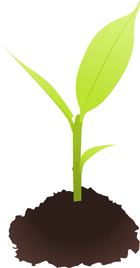 Fresh Green Seedling Plant Growing in Soil - Nature Growth Illustration Clipart