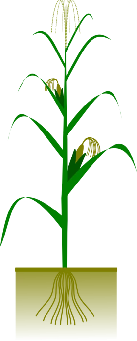 Green Corn Plant with Tassels and Roots Structure - Botanical Education Clipart