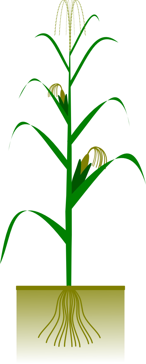 Green Corn Plant with Tassels and Roots Structure - Botanical Education Clipart