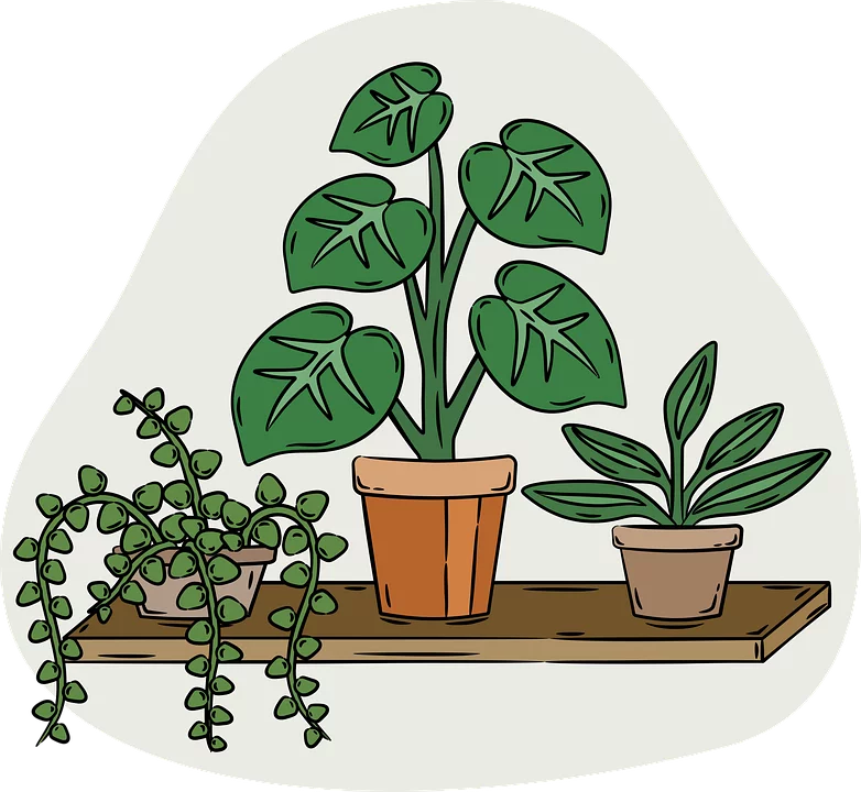 Indoor Houseplants Collection on Wooden Shelf Decorative Green Foliage Clipart