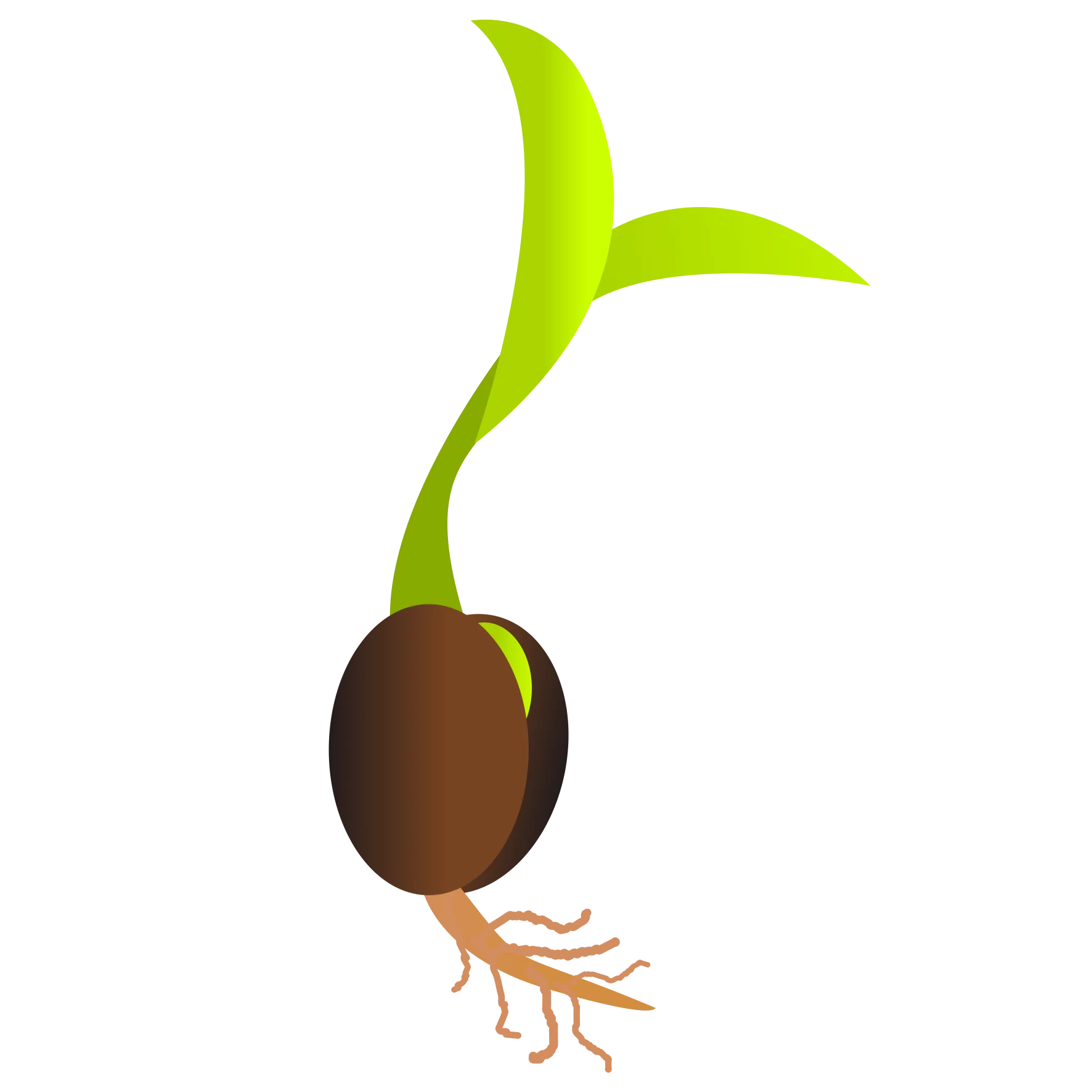 Sprouting Seed with Root System and Green Leaves - Germination Process Clipart