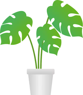 Tropical Monstera Deliciosa Plant in White Pot Decorative Green Leaves Clipart