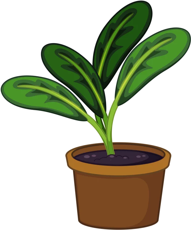 Vibrant Green Houseplant with Broad Leaves in Brown Pot Decorative Clipart