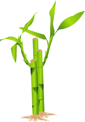 Vibrant Green Lucky Bamboo Plant with Shoots and Roots Vector Clipart