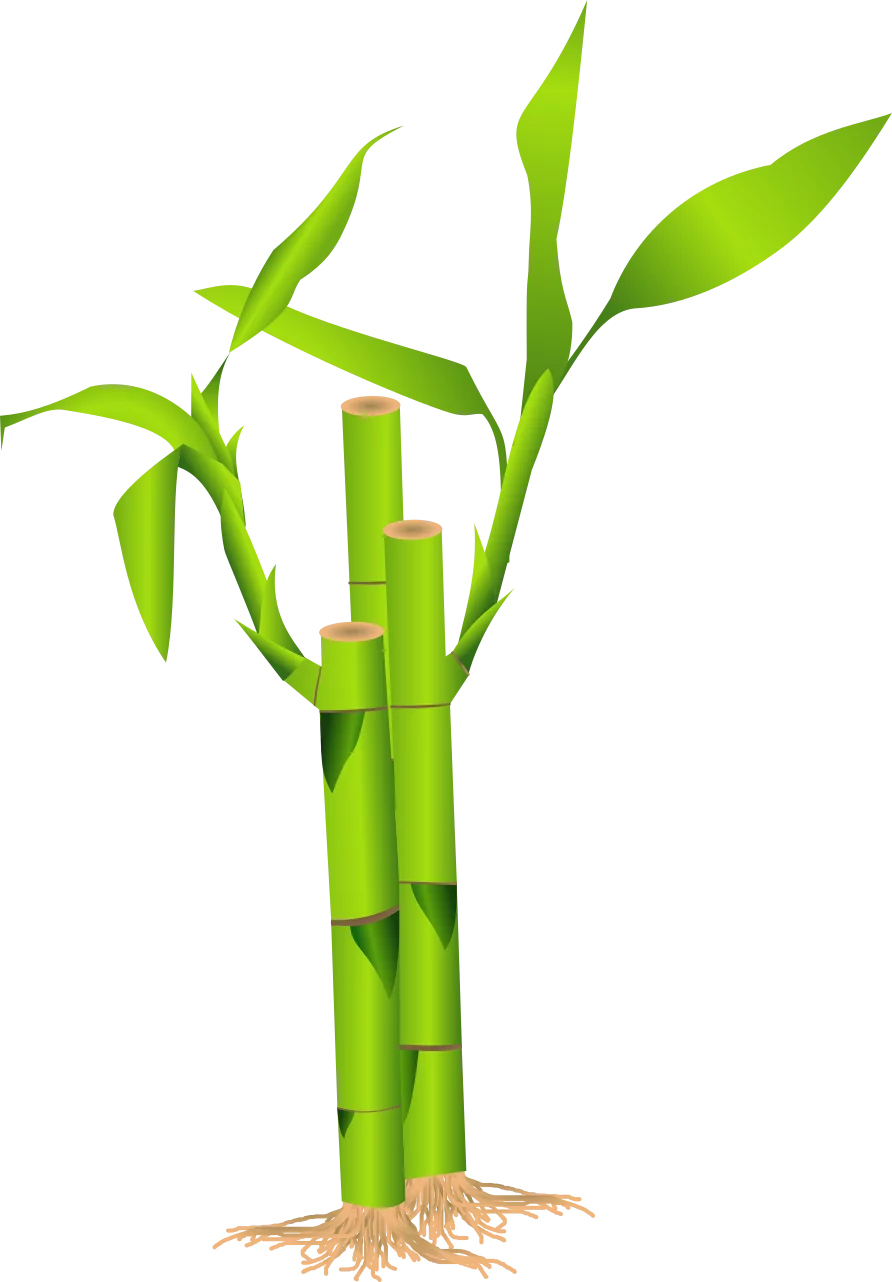 Vibrant Green Lucky Bamboo Plant with Shoots and Roots Vector Clipart