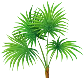 Vibrant Green Palm Leaves Plant Decorative Tropical Foliage Nature Clipart