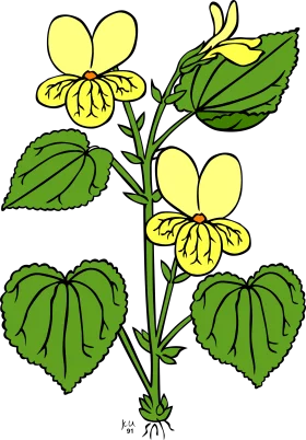 Yellow Viola Plant with Heart-Shaped Leaves Botanical Illustration Clipart