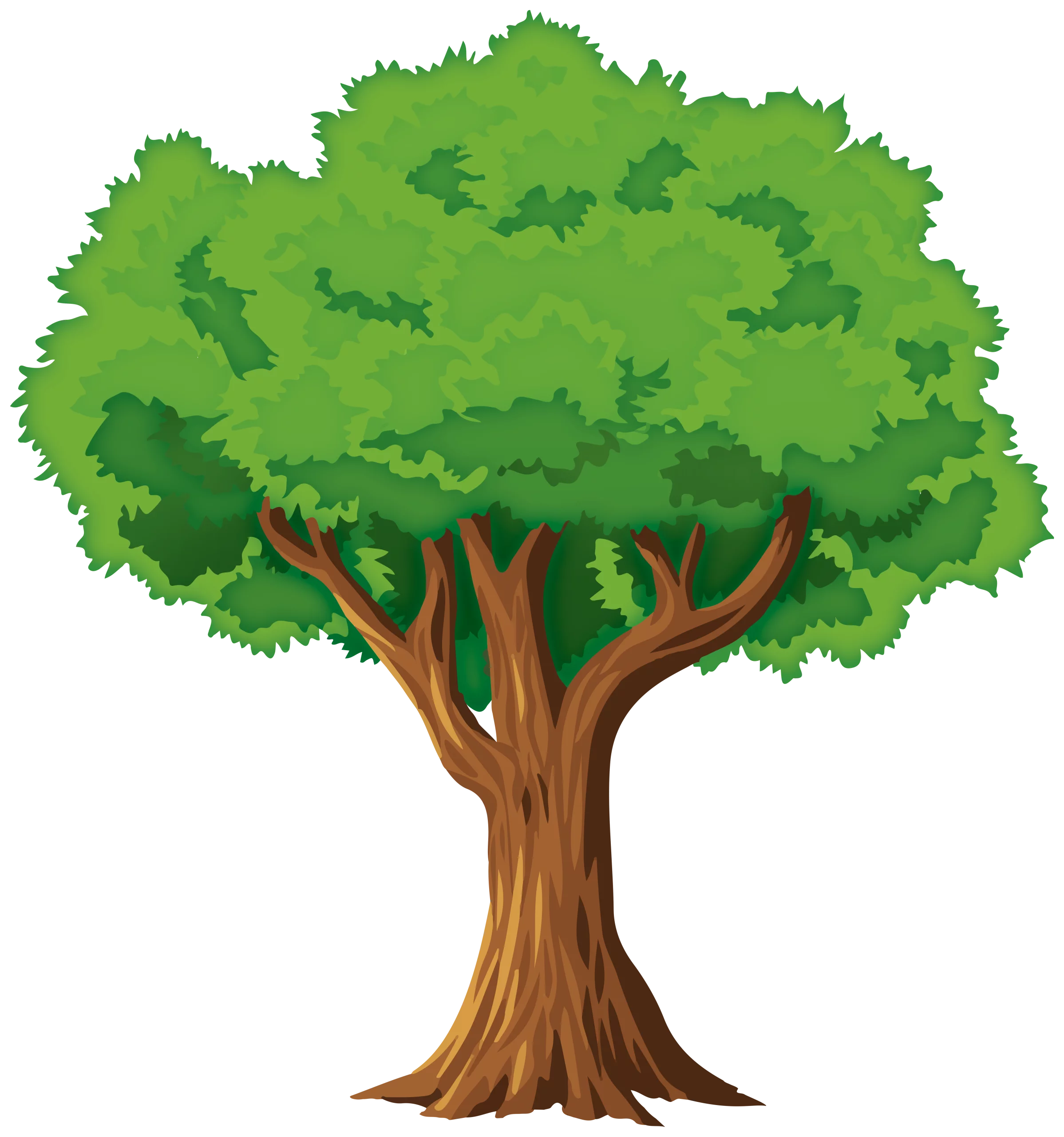 Lush Green Deciduous Tree Clipart Illustration with Vibrant Foliage and Strong Trunk