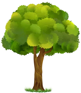 Lush Green Deciduous Tree Clipart with Vibrant Foliage and Textured Trunk