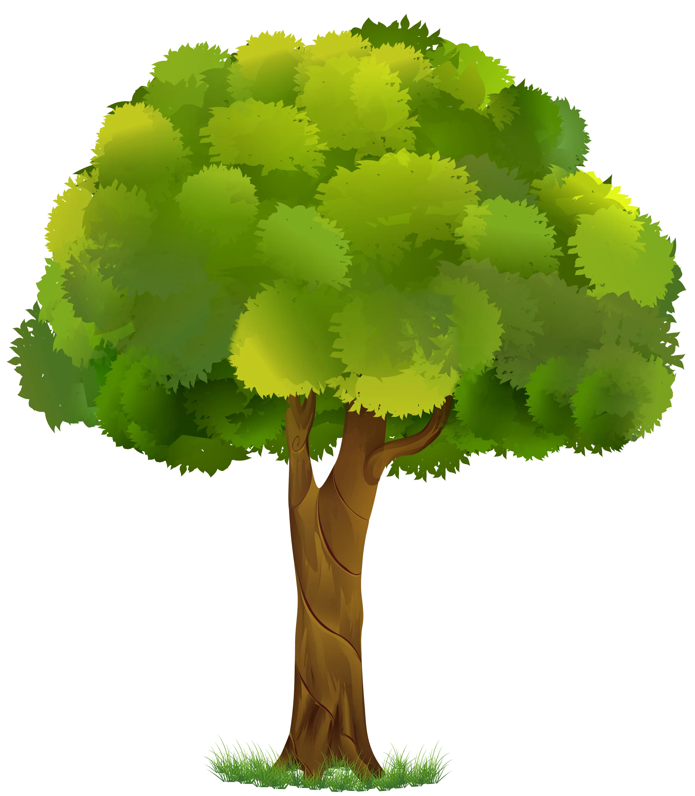 Lush Green Deciduous Tree Clipart with Vibrant Foliage and Textured Trunk