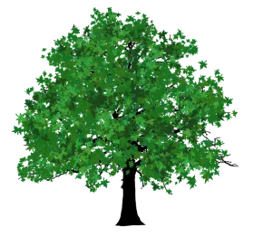 Lush Green Maple Tree Silhouette Clipart with Dense Foliage and Strong Trunk