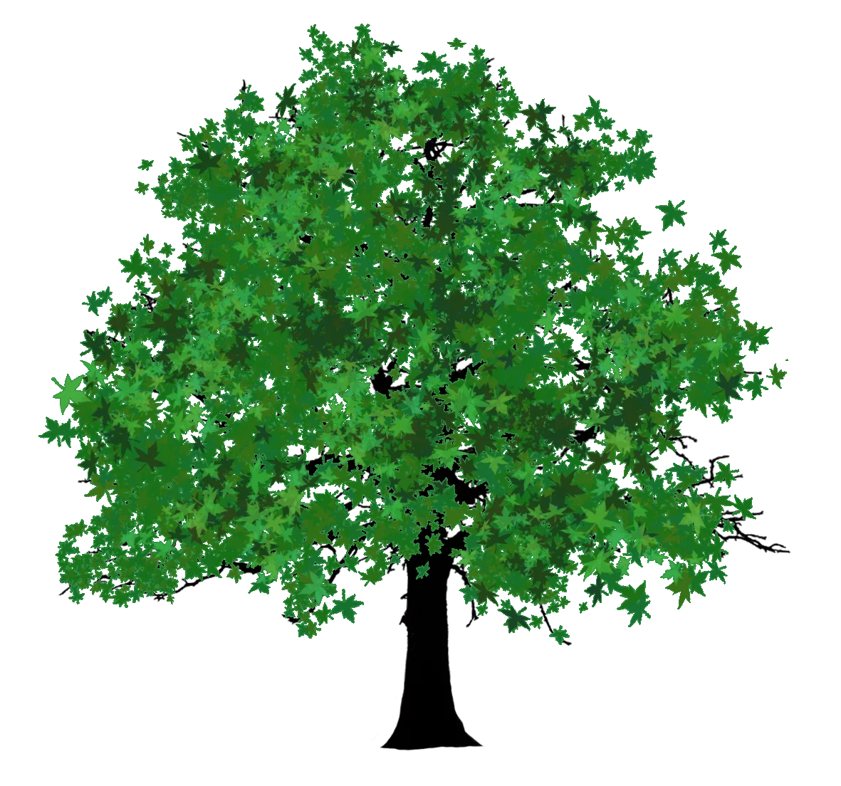 Lush Green Maple Tree Silhouette Clipart with Dense Foliage and Strong Trunk