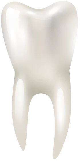 Realistic Molar Tooth Clipart: Detailed Dental Illustration in Pristine White