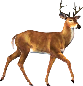 Majestic White-Tailed Deer Clipart: Elegant Forest Creature with Antlers