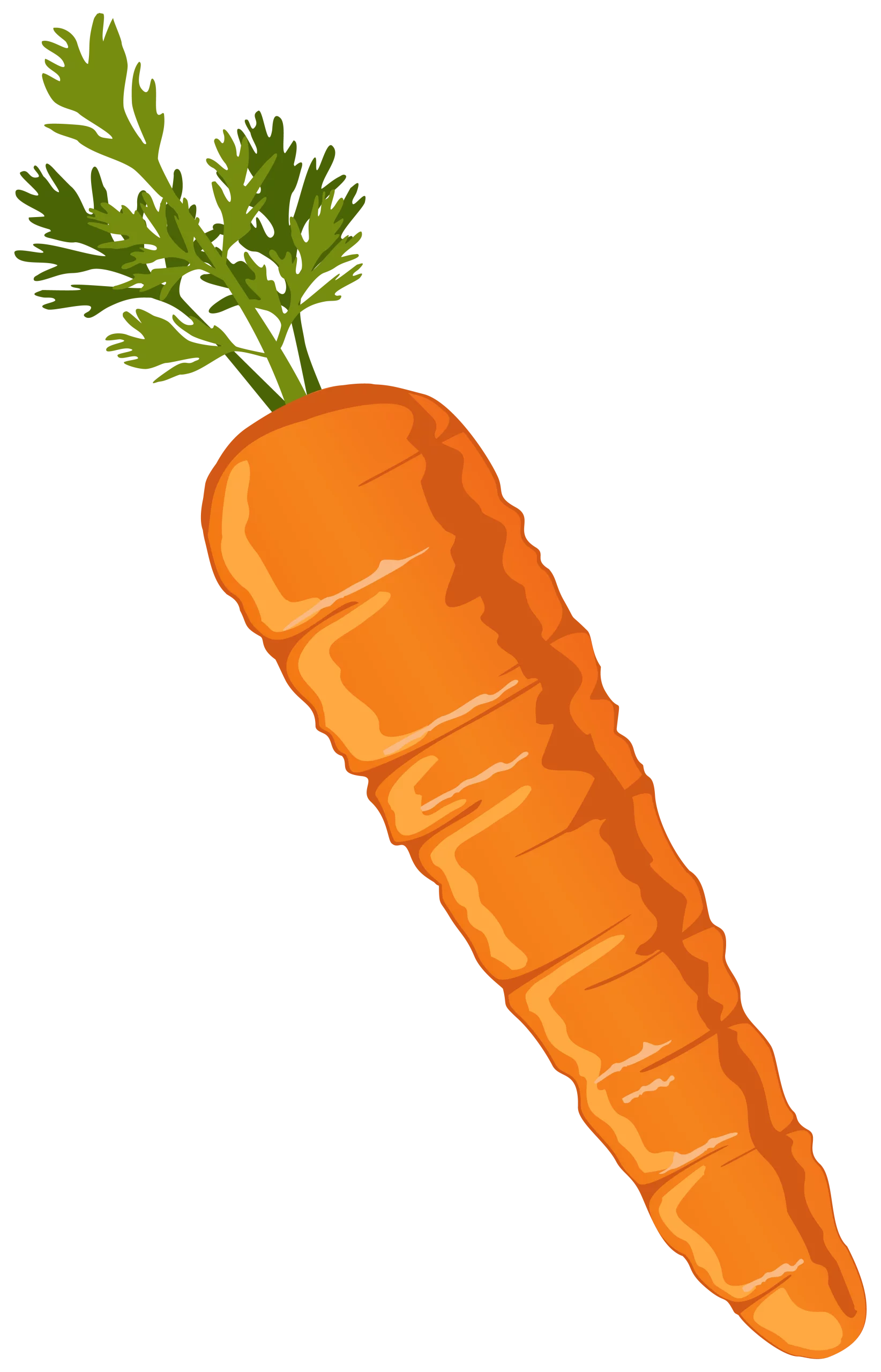 Fresh Organic Carrot Clipart: A Crisp and Detailed Vegetable Illustration