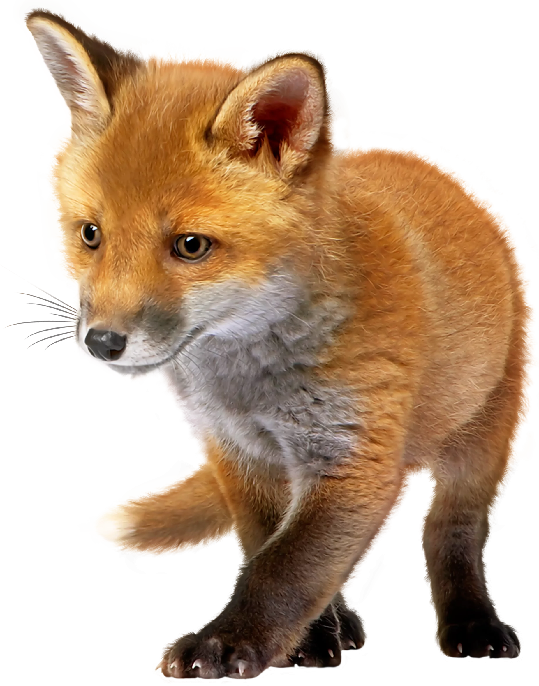 Adorable Red Fox Cub Clipart: Wilderness Wildlife Illustration in Warm Hues
