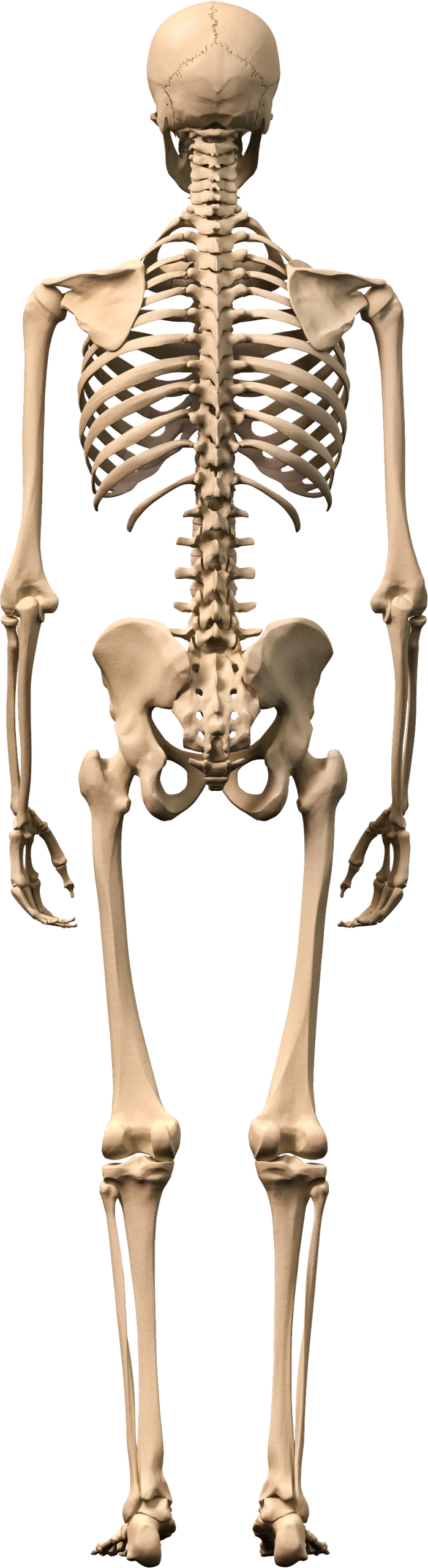 Detailed Anatomical Human Skeleton Posterior View Medical Clipart Illustration
