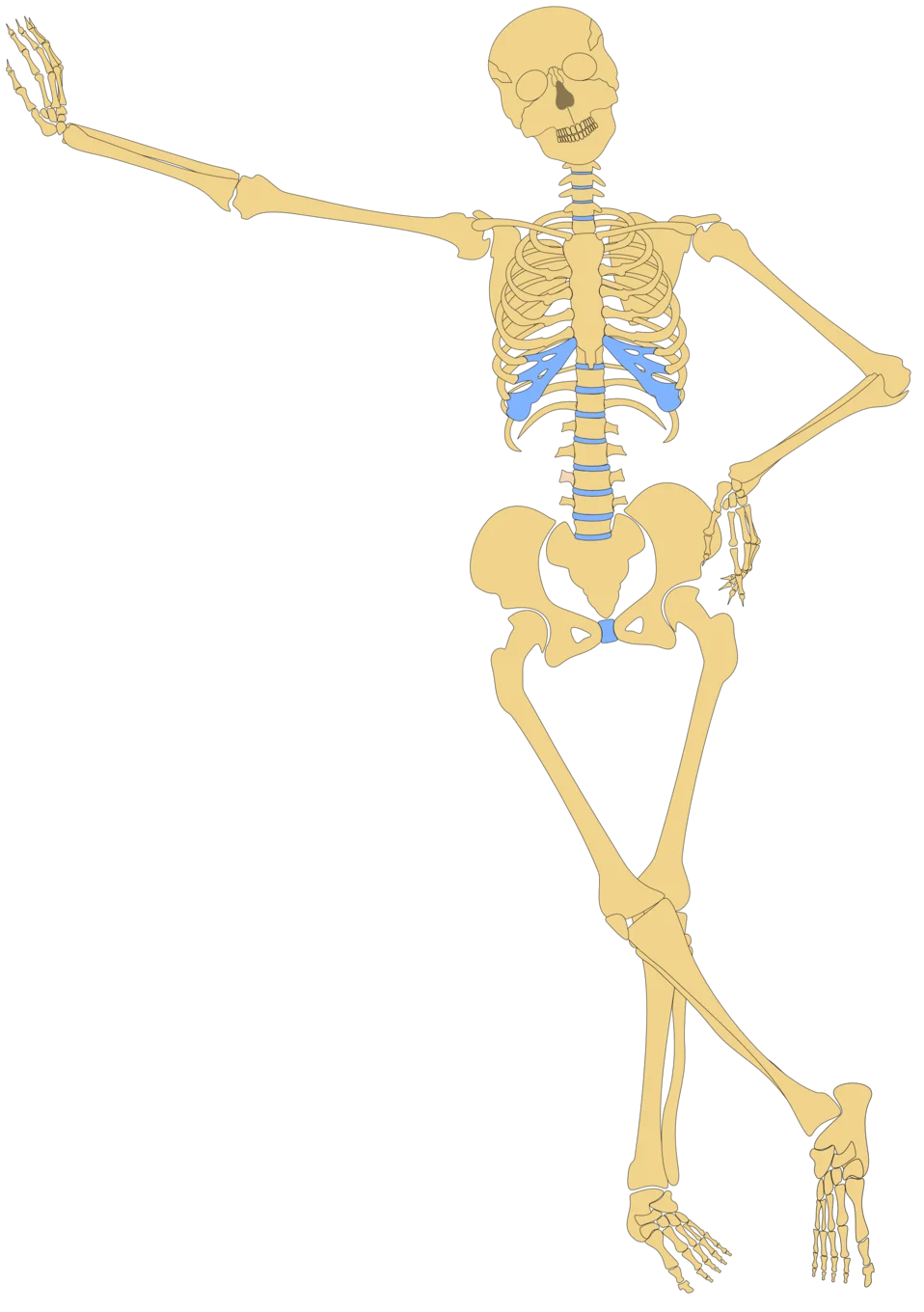 Stylish Human Skeleton Anatomy Clipart Illustration in Neutral Tones