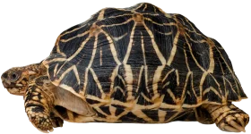 Intricate Geometric Patterns on Stunning Tortoise Clipart Shell Design