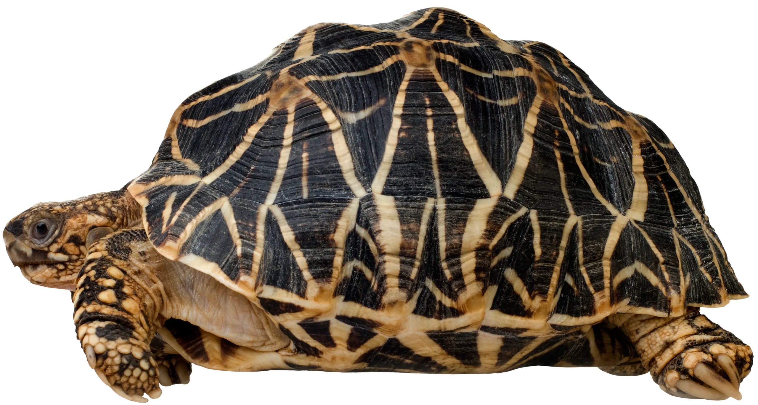 Intricate Geometric Patterns on Stunning Tortoise Clipart Shell Design