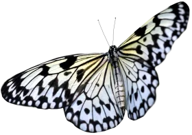 Delicate Black and White Paper Kite Butterfly Elegant Clipart Design