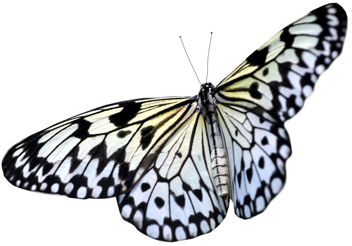 Delicate Black and White Paper Kite Butterfly Elegant Clipart Design