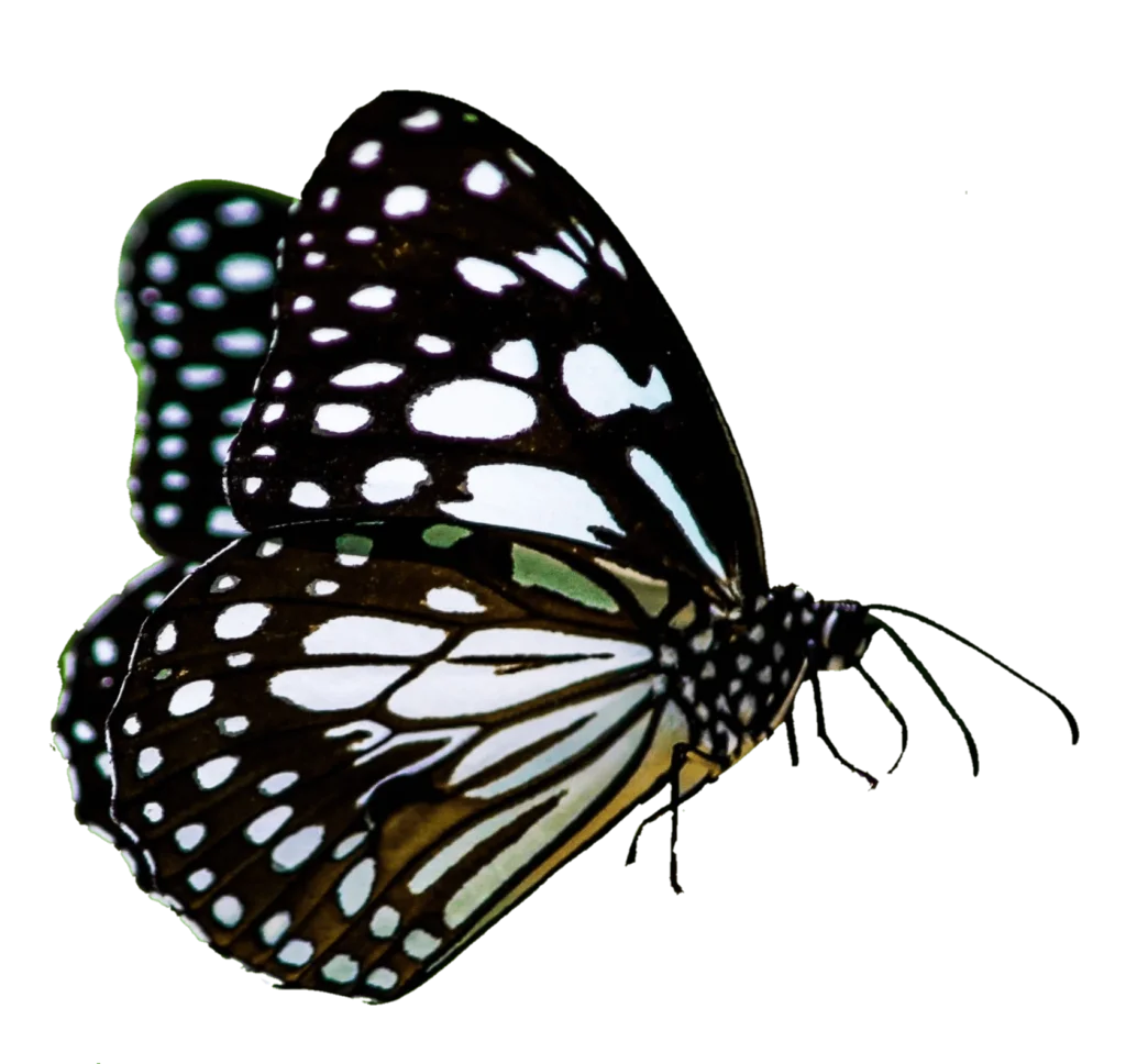 Elegant Black and White Butterfly Clipart with Intricate Wing Patterns