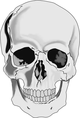 Monochromatic Grayscale Human Skull Anatomical Clipart Illustration Design