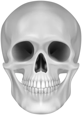 Monochromatic Human Skull Anatomical Clipart - Detailed Medical Illustration