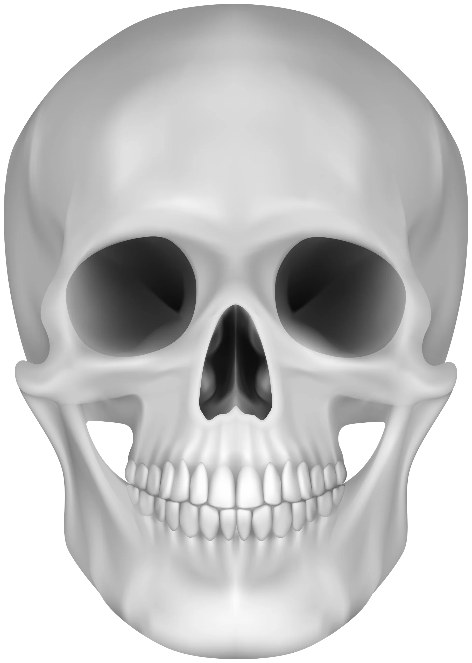 Monochromatic Human Skull Anatomical Clipart - Detailed Medical Illustration