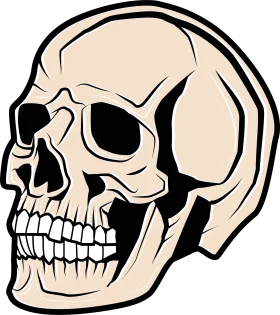 Monochromatic Skeletal Cranium Clipart: Detailed Anatomical Illustration Design