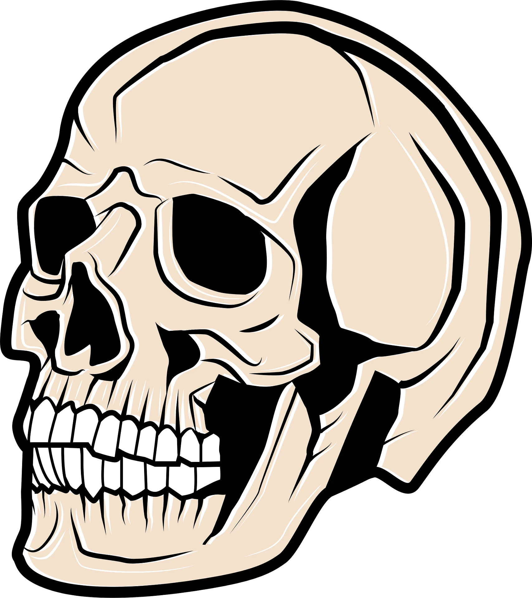 Monochromatic Skeletal Cranium Clipart: Detailed Anatomical Illustration Design
