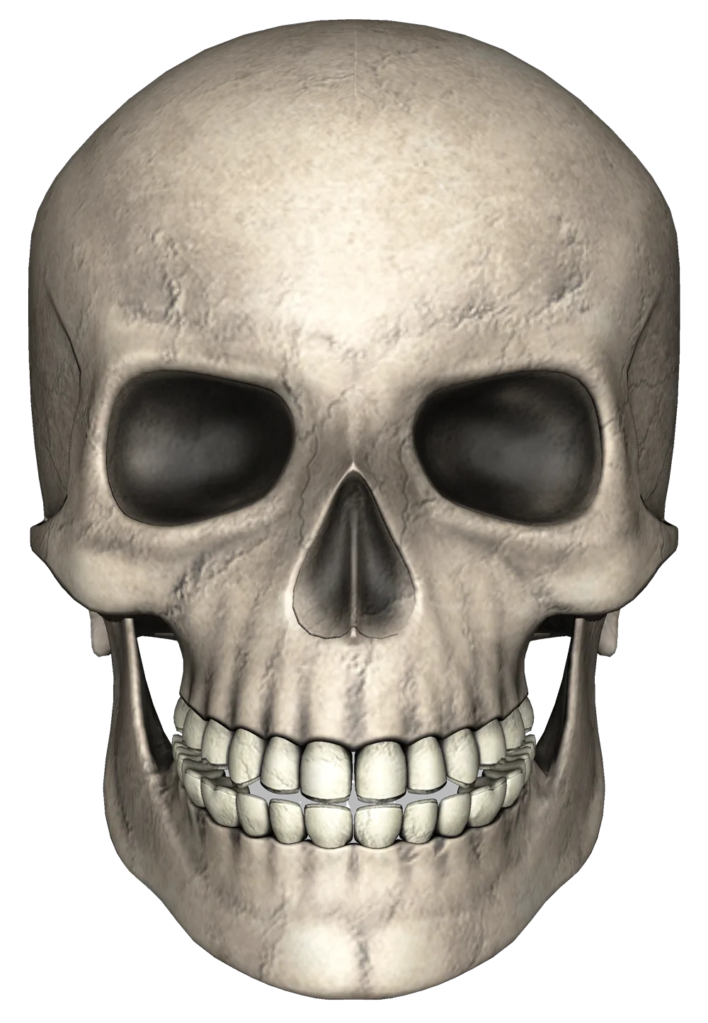 Monochrome Realistic Human Skull Anatomical Clipart Illustration