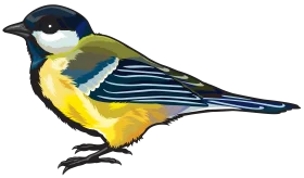 Charming Great Tit Bird Clipart Illustration with Detailed Feather Patterns
