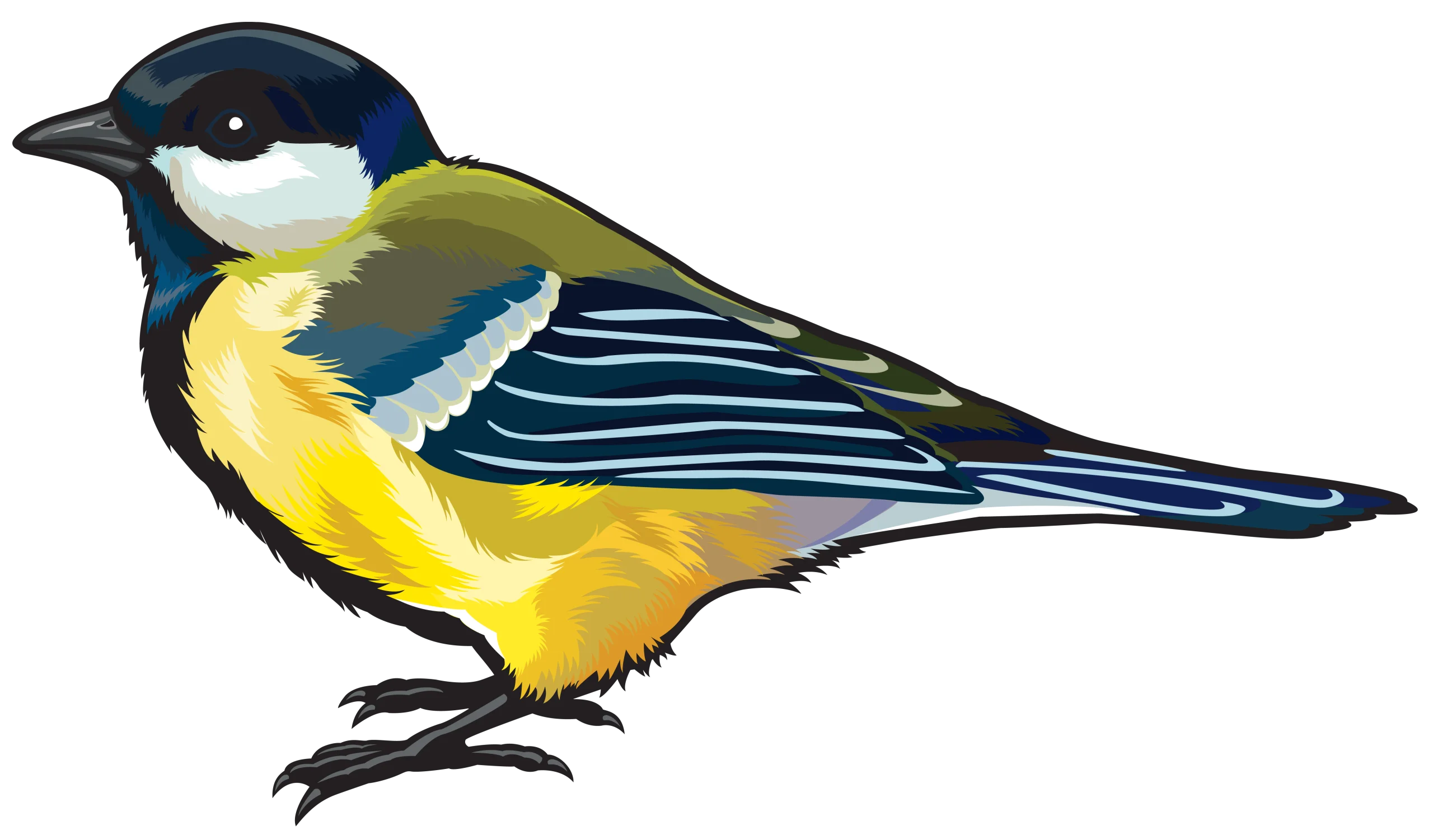 Charming Great Tit Bird Clipart Illustration with Detailed Feather Patterns