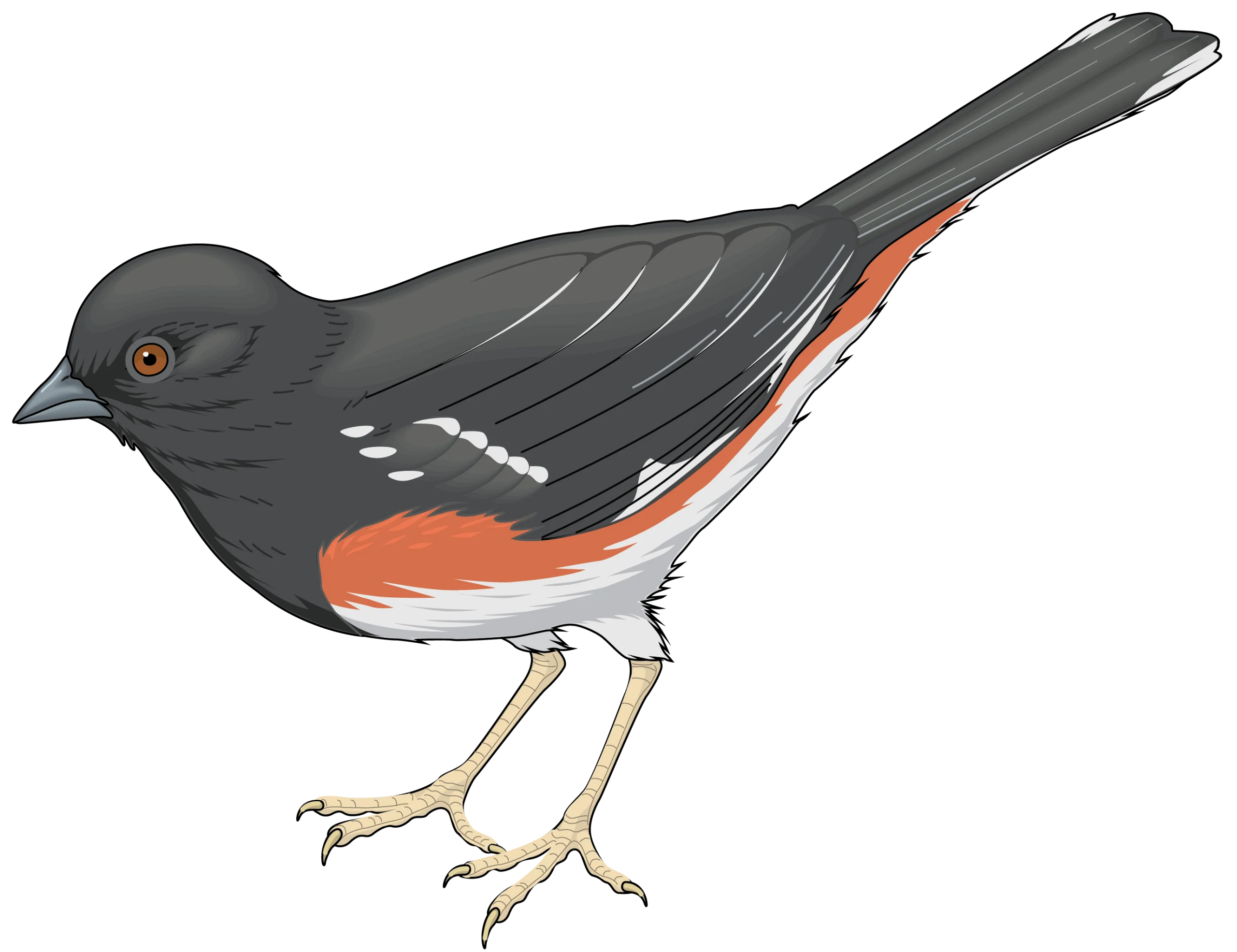 Detailed Artistic Illustration of Eastern Towhee Bird Clipart Design