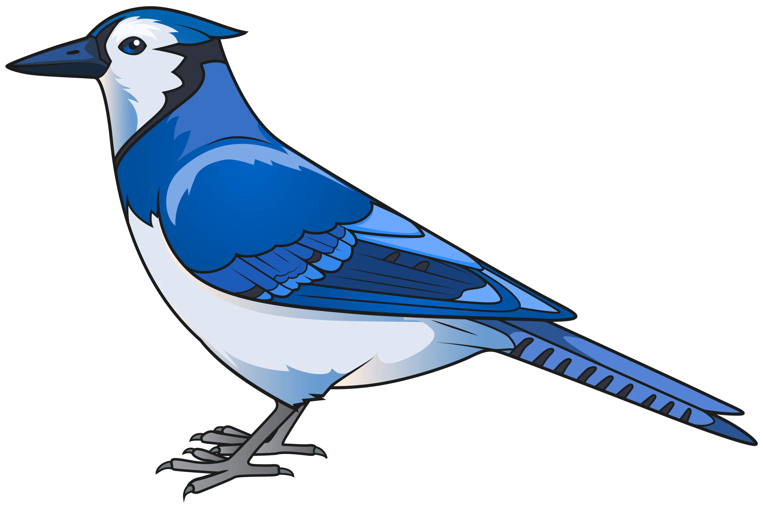 Detailed Blue Jay Bird Clipart Illustration with Striking Feather Design