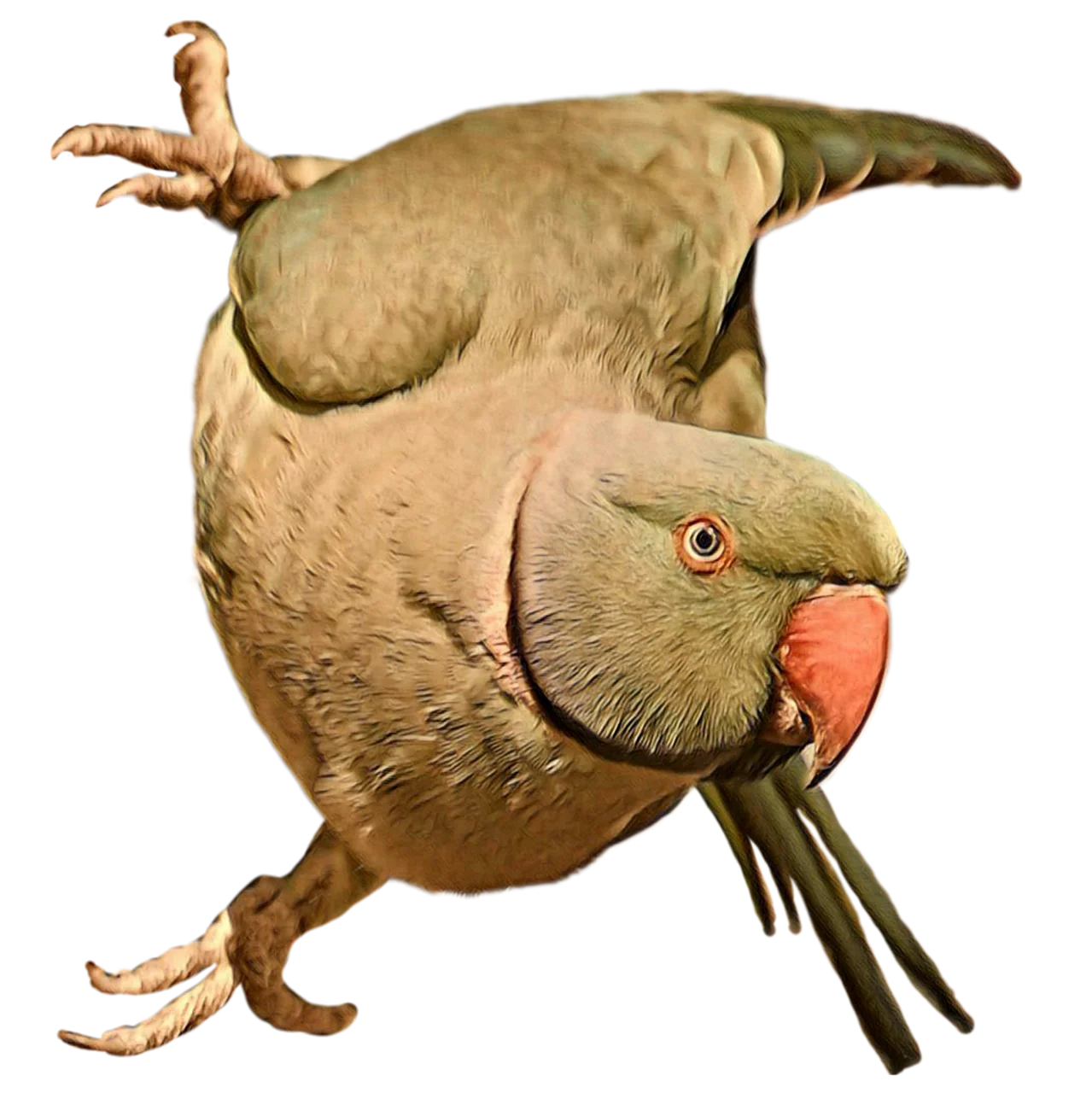 Whimsical Plump Parrot Clipart with Quirky Round Posture and Bold Coloration