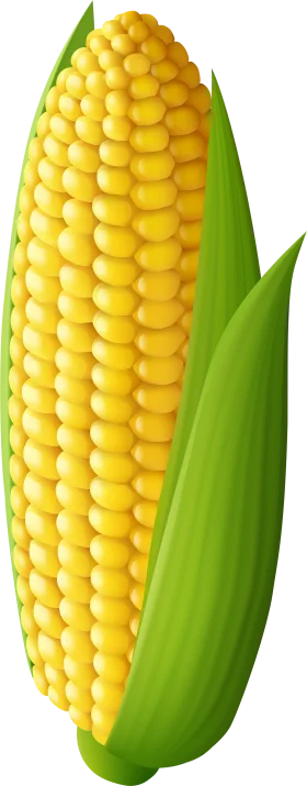 Fresh Golden Corn Ear Clipart Illustration with Bright Green Husks