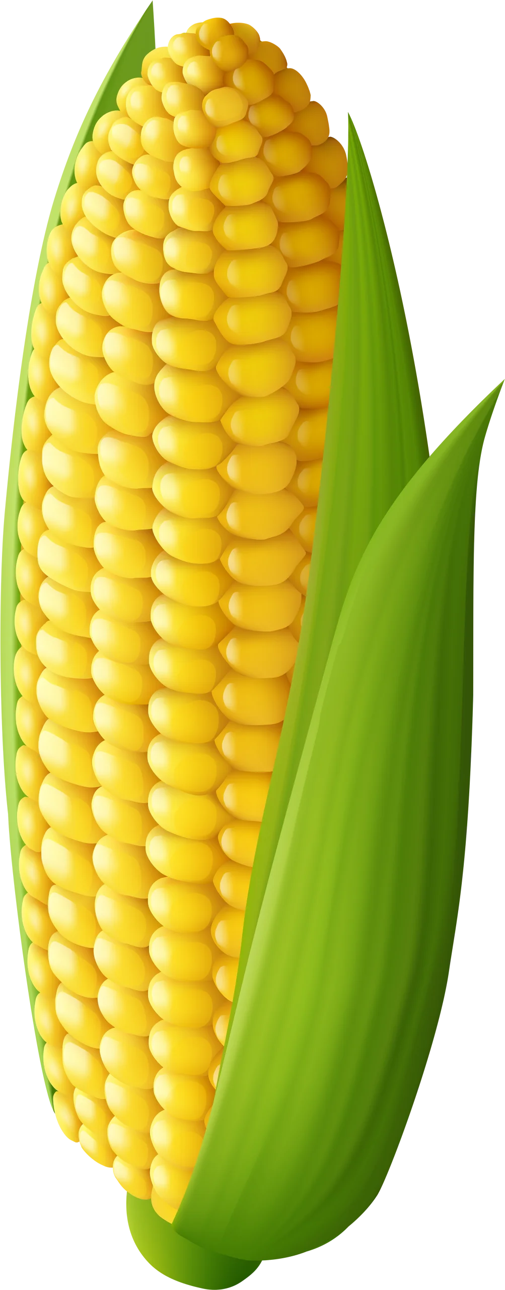 Fresh Golden Corn Ear Clipart Illustration with Bright Green Husks