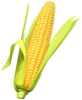 Fresh Golden Corn Ear Clipart Illustration with Delicate Green Husks